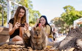 Quokkas on Rottnest Island, Western Australia; 'irresistibly cute and eternally curious'