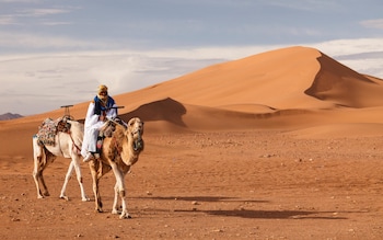 Camel in Draa Valley, Morocco