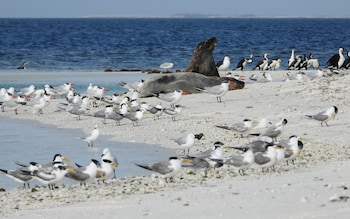 The Abrolhos Islands are located 37 miles off the coast of Western Australia