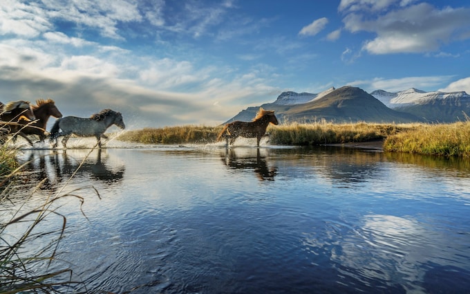 Horses across Iceland's natural landscapes