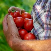 Planning application submitted for community allotment