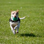 'No jokes about shipping our dugs to Hampden': Work on dog run to begin after delays