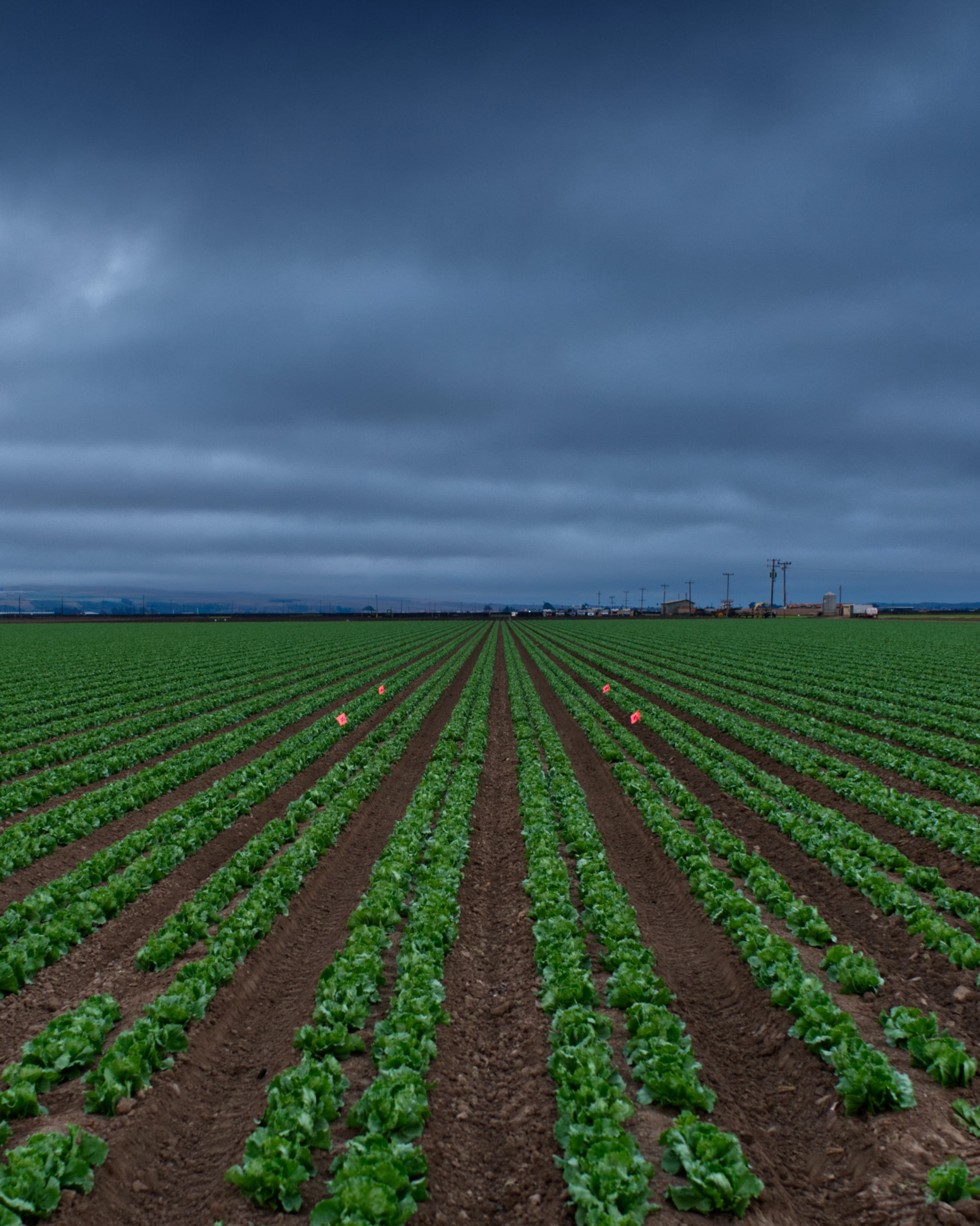 image of vegetable plant field