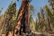 The giant sequoia trees is one of the highlights of the Grand Tour. 