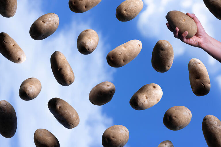 photo illustration of individual potatoes agains a blue sky with a hand grasping one potato