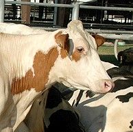 Cattle with the SLICK gene have sleek, short hair that helps keep them cool in subtropical heat.