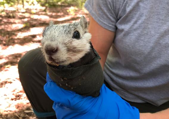 A person holding a Delmarva Fox Squirrel