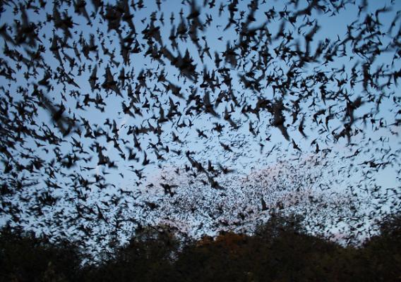 Mexican free-tailed bats exiting Bracken Bat Cave