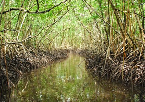 A mangrove forest in the nation of Palau