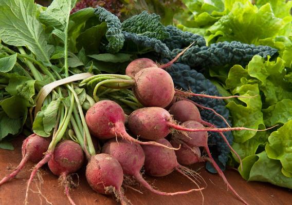 Fresh produce from the farm, including radishes, kale, and lettuce