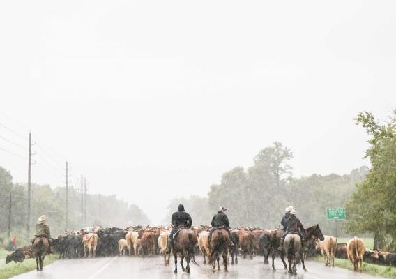 When Hurricanes Harvey, Irma and Maria made landfall, USDA agencies worked hard to provide information and recovery resources to agricultural producers who experienced losses. (Photo Credit: Julie Stoddard)