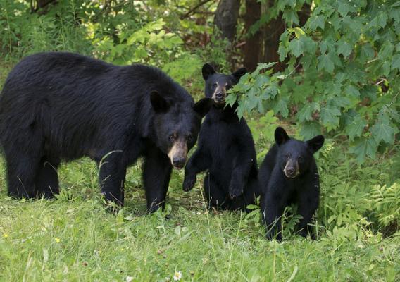 Black bears