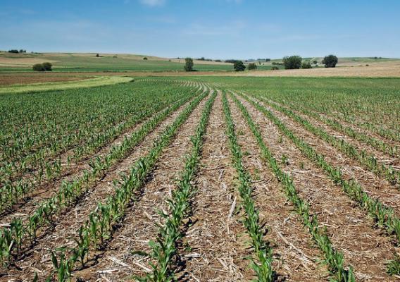 No-till corn