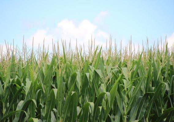 A corn field