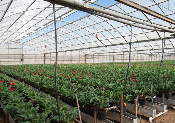 A hydroponic greenhouse