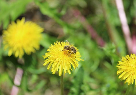 A flying bee using lawn flowers