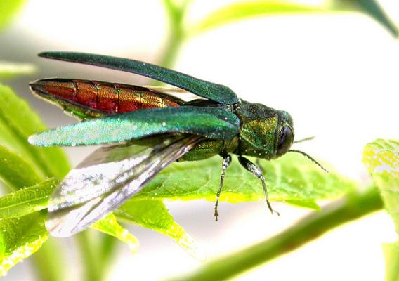 Emerald Ash Borer on a leaf