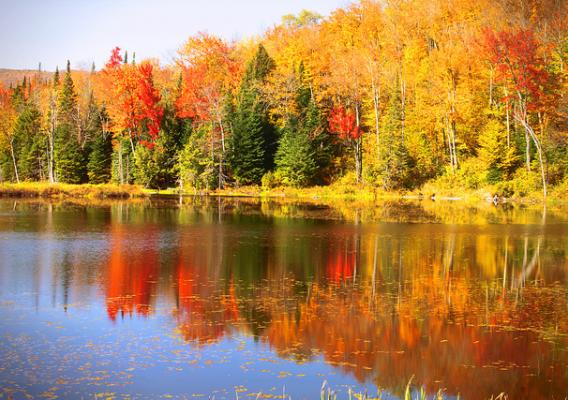 Green Mountain and Finger Lakes National Forest in Vermont