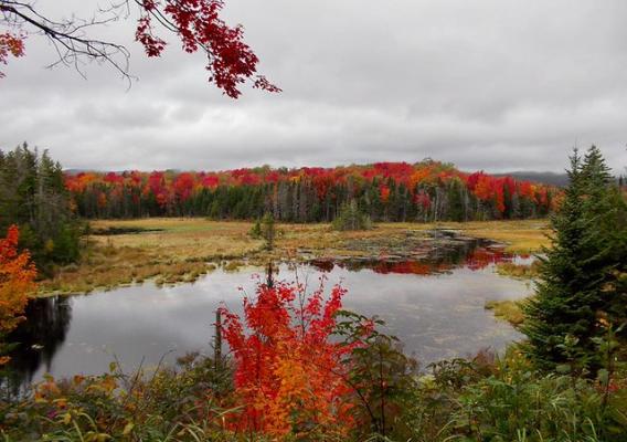 Trees changing colors in the Green Mountain National Forest