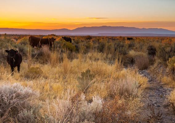 Cattle grazing at sunset