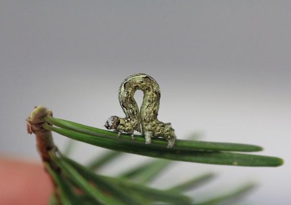 The Janet’s looper caterpillar