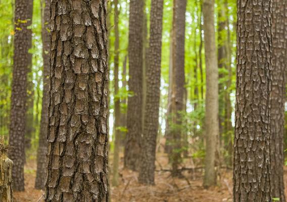 A Loblolly pine forest