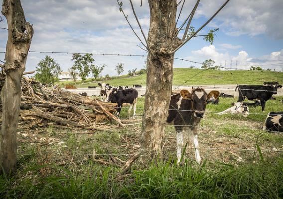 A 'life pole' providing support to the fences and livestock