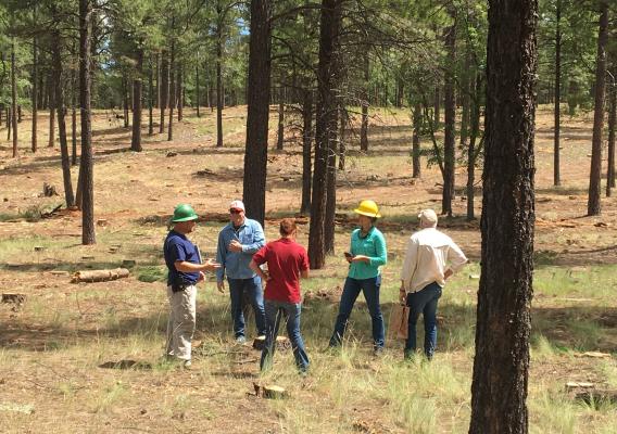 A team in a National Forest