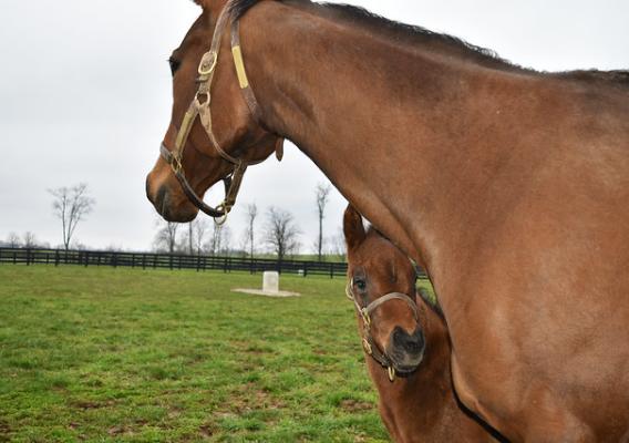 Coco’s Wildcat protecting her filly