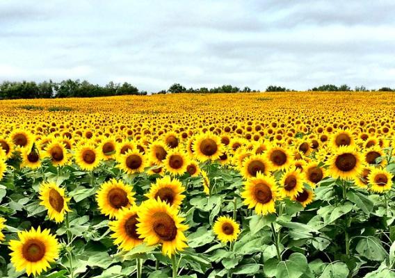 Sunflowers in Kansas