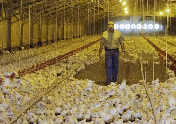 A poultry producer checking the broiler hens in one of his chicken houses