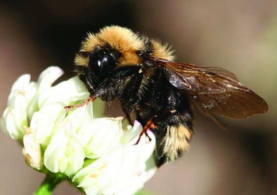 A bee pollinating on a flower