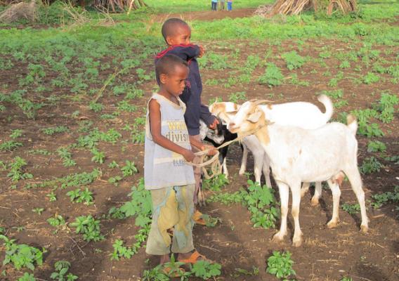 Children with goats