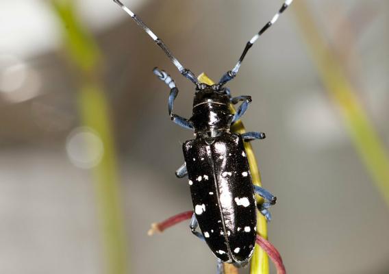 Asian Longhorned Beetle