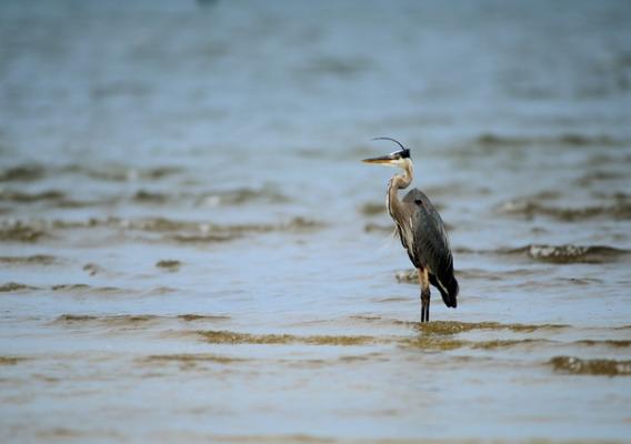 A bird on the water