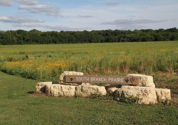 The South Branch Prairie shows vibrant native grasses two years after its restoration. DeKalb County Forest Preserve District photo.