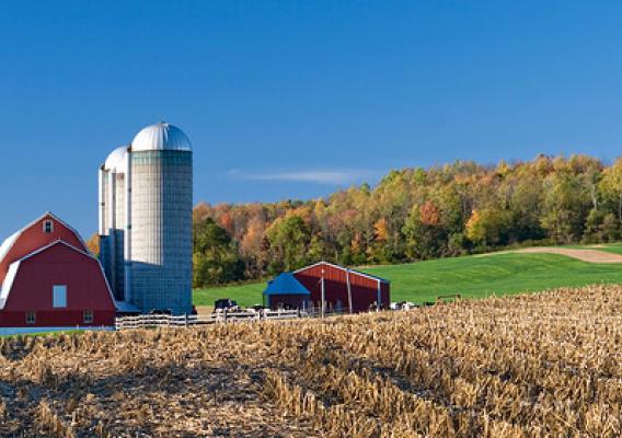 Dairy farm with red barn in autumn