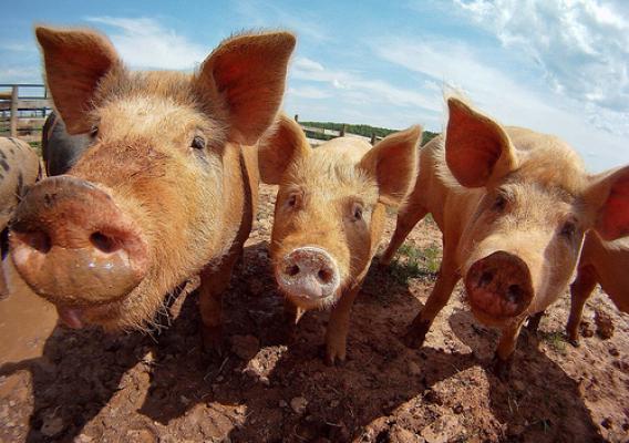 A group of hogs