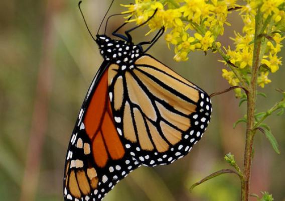 A monarch butterfly on a flower