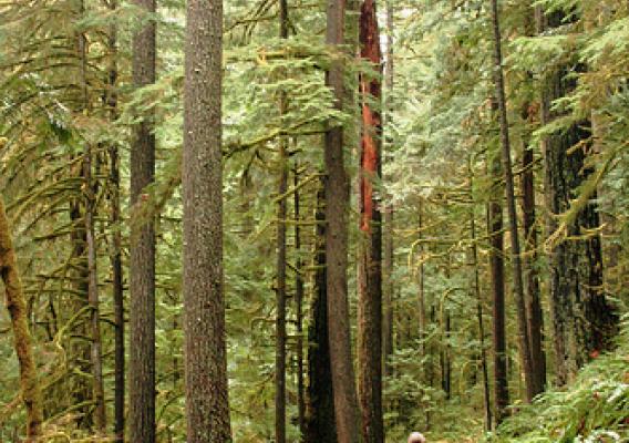 Be aware of your surroundings when visiting National Forest System land.  Deception Creek Trail. Willamette National Forest, Oregon. (US Forest Service photo)