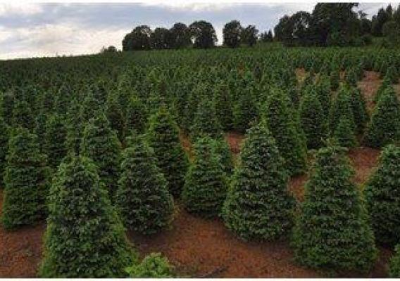 Christmas trees are a staple crop for many farms in Oregon, including this tree farm off Interstate 5. (NRCS photo)