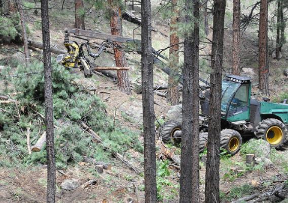 A tractor working on trees