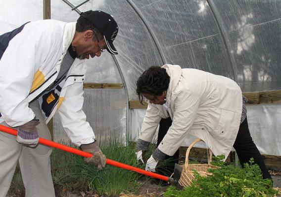 Lee and Linda Marshall harvesting herbs in the church’s seasonal high tunnel