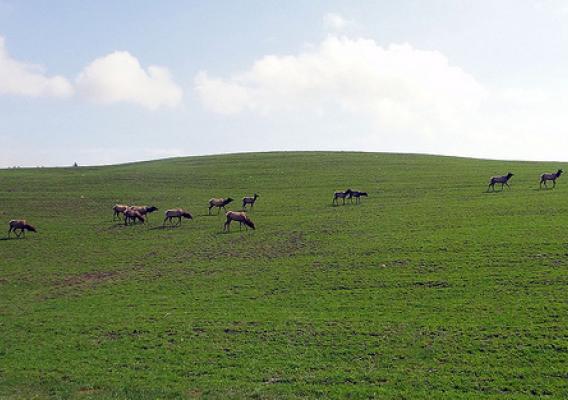 A herd of elk, part of the largest wild elk herd in the Northeastern United States, can continue to graze in their natural habitat due in part to to a new Rural Development funded wastewater treatment system that will clean up two watersheds. 