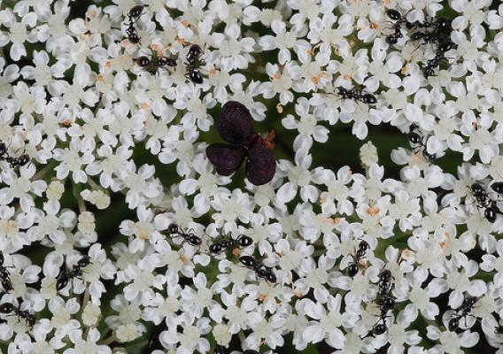 Daucus:  Top-view of the flower structure of Daucus carota, Queen Anne’s lace or wild carrot, Bedford County, Virginia.  Doug Goldman, USDA-NRCS-NPDT