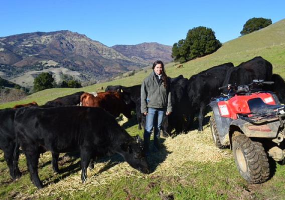 Carissa Koopmann Rivers with grazing cattle on Mount Diablo