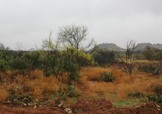 What the wildlife habitat area on Circle A Ranch looked like before ranch manager Tommy Berend used the Agricultural Water Enhancement Program (AWEP) to clear 67.7 acres to create a quail habitat for a bird release next year. 