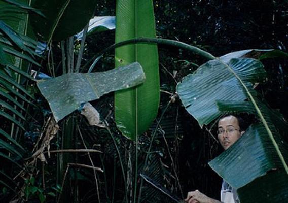 Forest Service field ecologist Jimmy Grogan at the Marajoara field site in southeast Pará, Brazil. The ‘sororoca’ plant with the wide leaves is a relative of the banana. Although the photo was taken in the daytime, the light is low because the researchers are in the forest understory. Photo by M. Loveless