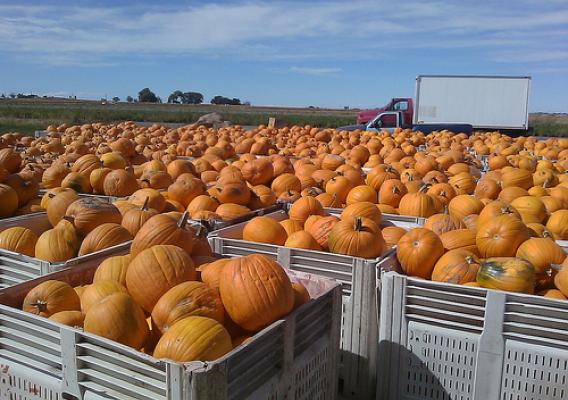 Chuck Hanagan has worked for USDA-Farm Service Agency for 25 years and operates a family farm in Swink, Colorado. Having an abundance of fresh vegetables has given his office the opportunity to participate in gleaning efforts for the Department’s ‘Share Your Harvest’ campaign. 4,000 lbs was donated by Hanagan Farms. The pumpkins pictured are in bins awaiting shipment.  Many of them ended up with the families of deployed troops on the Army base at Fort Carson.