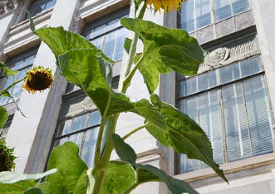 Sunflowers  in the People's Garden at the Department of Agriculture, in Washington, DC, on Monday, August 1, 2011. USDA Photo by Lance Cheung.